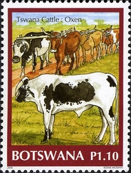 Tswana Cattle - Oxen