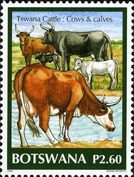 Tswana Cattle - Cows and calves