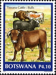 Tswana Cattle - Bulls