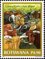 Tswana Cattle - Horn Shapes