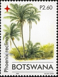 Stamp, Christmas 2006 - Palm Trees - Phoenix reclinata, Botswana,  