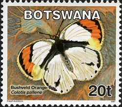 Butterflies - Bushveld Orange-tip