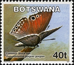 Butterflies - Common Black-eye