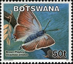 Butterflies - Brown Playboy