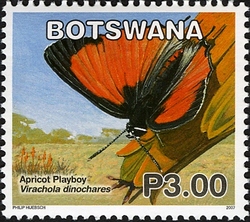 Butterflies - Apricot Playboy