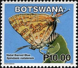 Butterflies - Natal Barred Blue