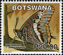Butterflies - Foxy Charaxes