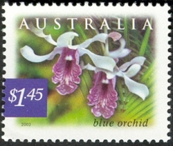 Nature of Australia - Rainforests - Blue Orchid