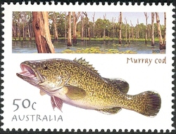 Fishing in Australia - Murray Cod
