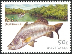 Fishing in Australia - Barramundi