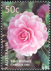 Australian Cultivars - 'Hari withers' Camellia 1985