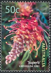 Australian Cultivars - 'Superb' Grevillea 1981