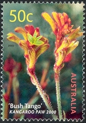 Australian Cultivars -'Bush Tango' Kangaroo Paw 2000