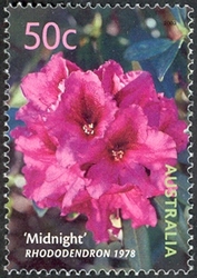 Australian Cultivars - 'Midnight' Rhododendron 1978