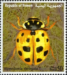 Endemic Insect Species of Yemen - Hippodamia variegata