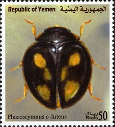 Endemic Insect Species of Yemen - Pharoscymnus c-luteus