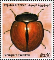 Endemic Insect Species of Yemen - Sernagium buettikeri