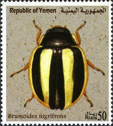 Endemic Insect Species of Yemen - Brumoides nigrifrons