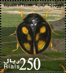 Stamp, Endemic Insect Species of Yemen - Pharoscymnus c-luteus, Yemen, Kingdom,  