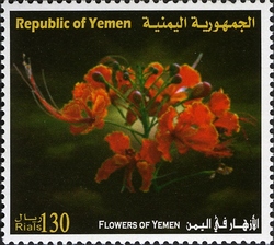 Flowers of Yemen