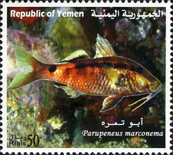 Marine Life of Yemen - Parupeneus marconema