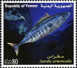 Marine Life of Yemen - Sarda orientalis