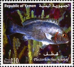 Stamp, Marine Life of Yemen - Plectorhinchus schotaf, Yemen, Kingdom,  