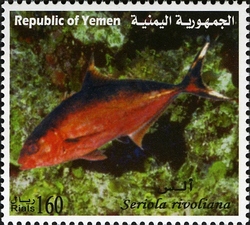 Marine Life of Yemen - Seriola rivoliana