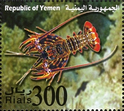 Marine Life of Yemen - Panulirus homarus