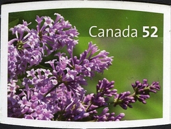 Lilacs