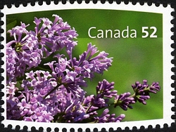 Lilacs