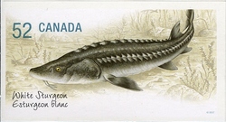 Endangered Species - White Sturgeon