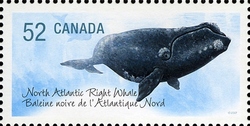 Endangered Species - North Atlantic Right Whale