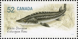 Endangered Species - White Sturgeon