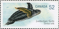 Endangered Species - Leatherback Turtle
