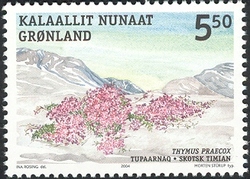 Edible Plants of Greenland - Arctic Thyme