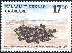 Edible Plants of Greenland - Crowberry