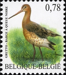 Bird - Black-veiled godwit