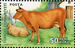 Domestic Farm Animals - Cow
