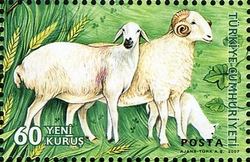Domestic Farm Animals - Sheep