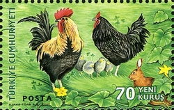 Domestic Farm Animals - Poultry