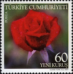 Roses