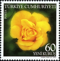 Roses