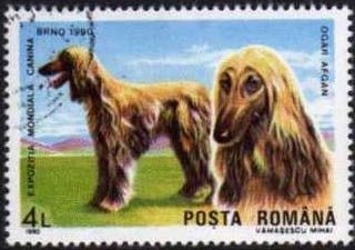 Stamp, Afghan Hound (Canis lupus familiaris), Romania,  , Dogs, Animals (Fauna)