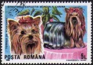 Stamp, Yorkshire-Terrier (Canis lupus familiaris), Romania,  , Dogs, Animals (Fauna)