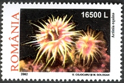 Corals and Anemones - Actinia equina