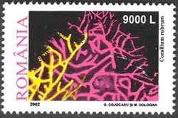 Corals and Anemones - Corallium rubrum