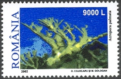 Corals and Anemones - Acropora palmata