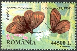 Endemic Butterflies of Romania - Erebia pharte romaniae