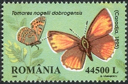 Endemic Butterflies of Romania - Tomares nogelii dobrogensis